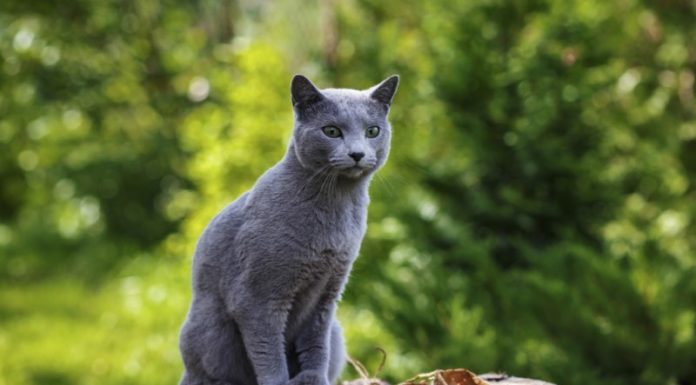 The Russian Blue: Unveiling the Mystique of this Feline Breed. Their Past, Present and Price Tag.