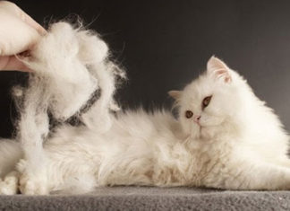 Is Cat Hair Loss Normal? Understanding and Treating Your Cat’s Hair Loss