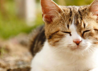 The Mystique of Calico Cats: Unraveling the Female-Linked Enigma