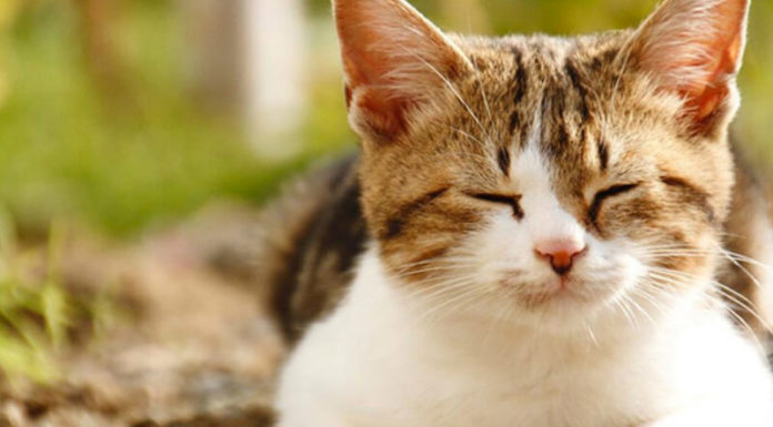 The Mystique of Calico Cats: Unraveling the Female-Linked Enigma