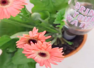 The Ultimate Guide to Keeping Your Plants Happy While You’re Away