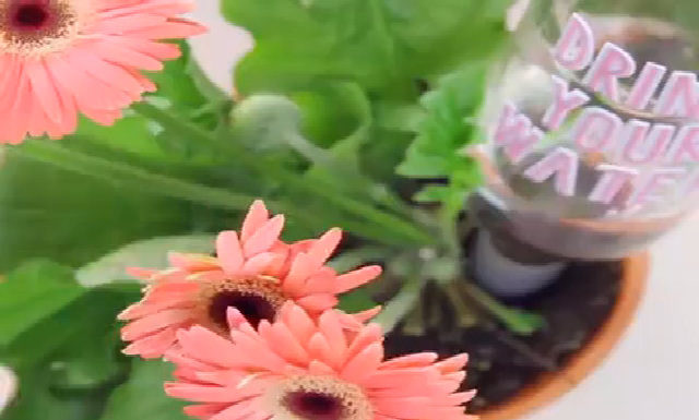 The Ultimate Guide to Keeping Your Plants Happy While You’re Away