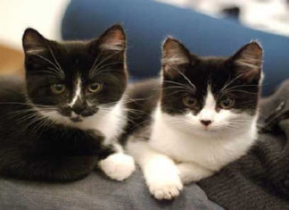 What Are Tuxedo Cats? Origin, Characteristics and Personality of Tuxedo Cats