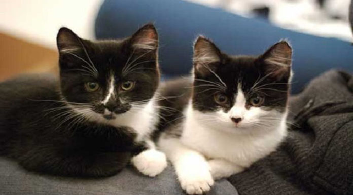 What Are Tuxedo Cats? Origin, Characteristics and Personality of Tuxedo Cats