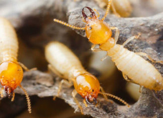 What are Termites? 10 Easy and Effective Ways to Get Rid of Them.