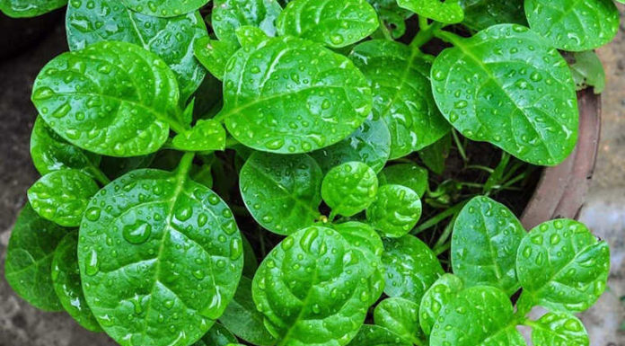 The Super Veggie: Trim Your Waistline, Cleanse Your Gut, and Glow Up Your Skin by Eating This 3 Times a Week