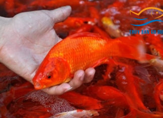 Where to Buy Carp for Release in Ho Chi Minh City?