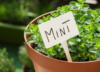 The Green Thumb’s Guide: 3 Summer Plants for a Refreshing Living Space