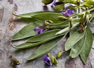 Where to Buy Bay Leaves in Ho Chi Minh City?