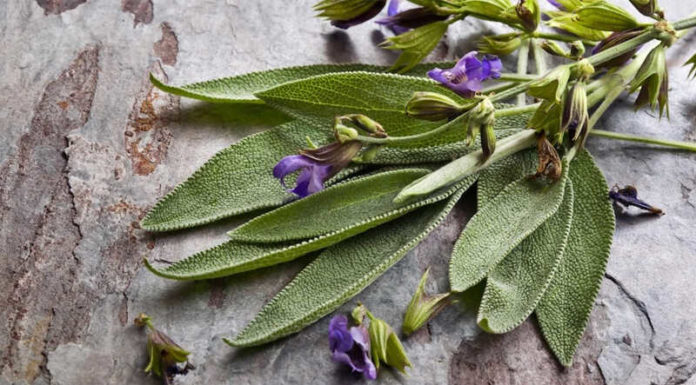 Where to Buy Bay Leaves in Ho Chi Minh City?