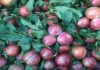 Where to Buy the Best Tasting, Most Affordable Hanoi Plums in Ho Chi Minh City?