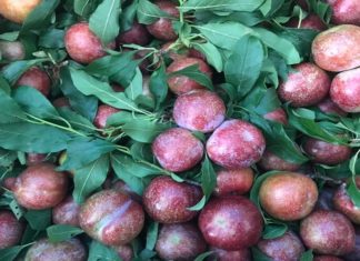 Where to Buy the Best Tasting, Most Affordable Hanoi Plums in Ho Chi Minh City?