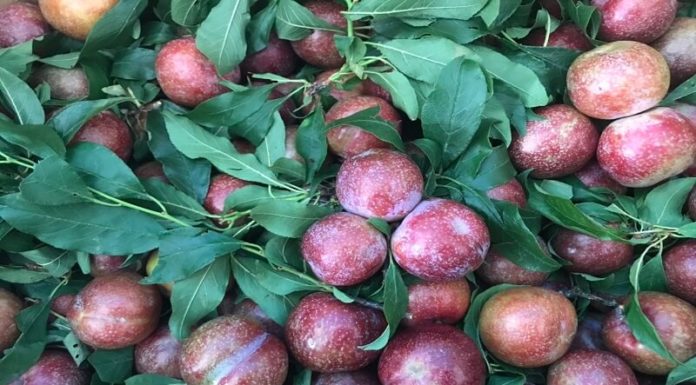 Where to Buy the Best Tasting, Most Affordable Hanoi Plums in Ho Chi Minh City?