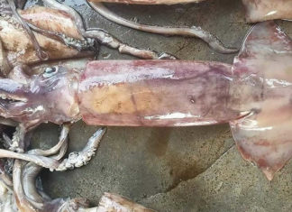 What is Cuttlefish? Is it Poisonous? Delicious Dishes from Cuttlefish.