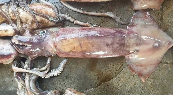 What is Cuttlefish? Is it Poisonous? Delicious Dishes from Cuttlefish.