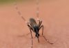 The Elusive Mosquito: An Enigmatic Pest that Evades the Light