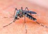 The Ultimate Guide to Mosquito Control: Natural Ways to Keep Your Family Safe from Dengue Fever