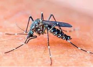 The Ultimate Guide to Mosquito Control: Natural Ways to Keep Your Family Safe from Dengue Fever