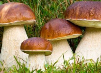 Is Mushroom Good for Your Health? Benefits and How to Choose Mushrooms