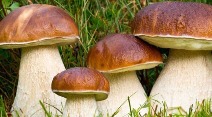 Is Mushroom Good for Your Health? Benefits and How to Choose Mushrooms