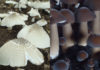 Can Termite Mushrooms Be Cultivated? Learn How to Grow and Care for Them.