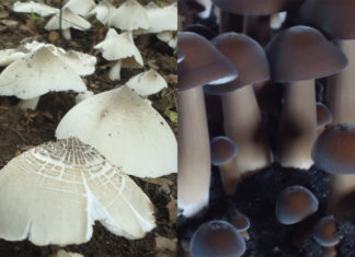 Can Termite Mushrooms Be Cultivated? Learn How to Grow and Care for Them.