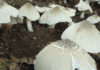 What are Termite Mushrooms and Why Are They So Expensive?