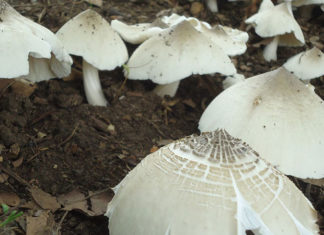 What are Termite Mushrooms and Why Are They So Expensive?