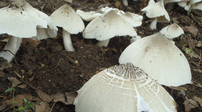 What are Termite Mushrooms and Why Are They So Expensive?