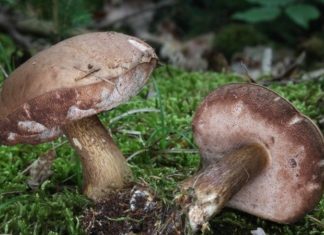 What Are Cypress Mushrooms? Where to Buy, Price, and How to Prepare and Store Them.