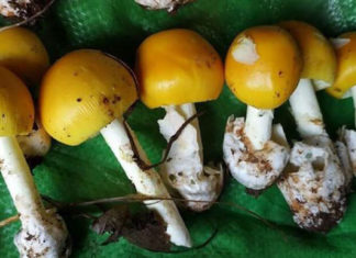 What are Quail Egg Mushrooms? Are they worth the hefty price tag of almost half a million dong per kilo?