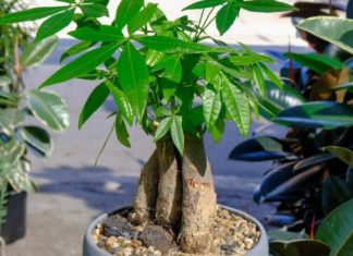 Enhance Your Space with These 5 Stunning Air-Purifying Plants