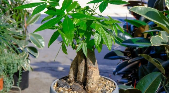 Enhance Your Space with These 5 Stunning Air-Purifying Plants