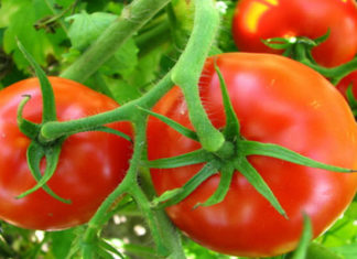 Should You Eat Tomatoes Raw or Cooked?