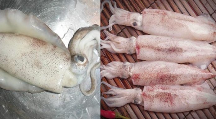 Which is Better for Cooking: Cuttlefish or Squid?