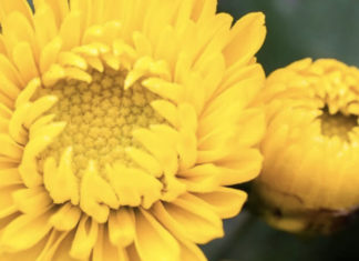 What Flowers Should You Buy for the Mid-Autumn Festival?