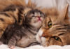 “Essential Vaccinations for Cats: A Guide to Keeping Your Feline Friend Healthy”