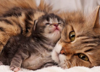 “Essential Vaccinations for Cats: A Guide to Keeping Your Feline Friend Healthy”