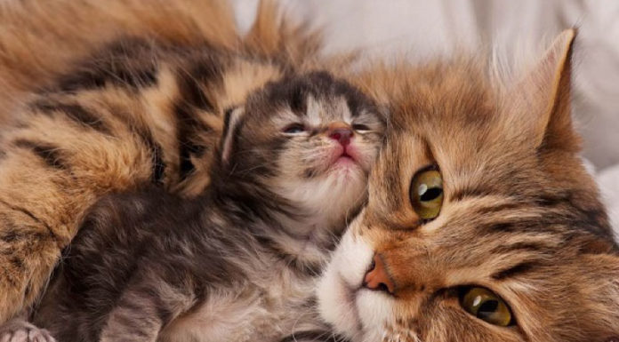 “Essential Vaccinations for Cats: A Guide to Keeping Your Feline Friend Healthy”