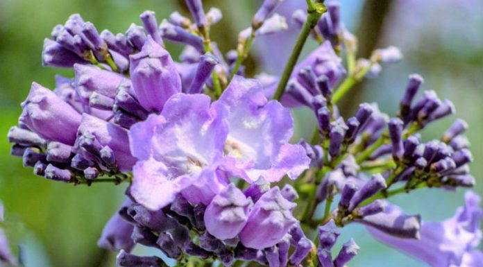 The Blooming Glory of Purple Phoenix Flowers in Dalat.
