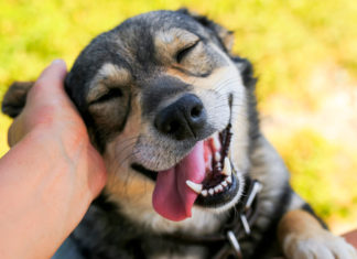 International Dog Day on August 26th: Its Origins, Significance, and Celebration Ideas