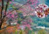 Springtime Splendor: A Journey to Mù Cang Chải to Witness the Blooming Glory.