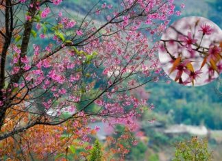 Springtime Splendor: A Journey to Mù Cang Chải to Witness the Blooming Glory.