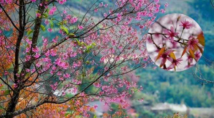 Springtime Splendor: A Journey to Mù Cang Chải to Witness the Blooming Glory.