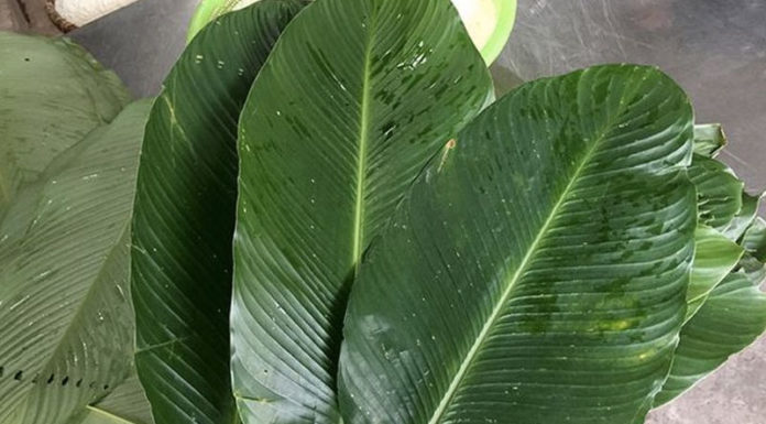 “The Ultimate Guide to Selecting the Finest Ingredients for Traditional Tet Sticky Rice Cakes”