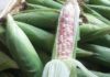 Why Is Purple Corn So Popular Despite Its Smaller Size?
