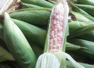 Why Is Purple Corn So Popular Despite Its Smaller Size?