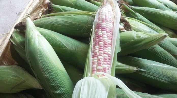Why Is Purple Corn So Popular Despite Its Smaller Size?