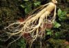 Can Thyroid Patients Consume Ginseng?