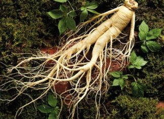 Can Thyroid Patients Consume Ginseng?